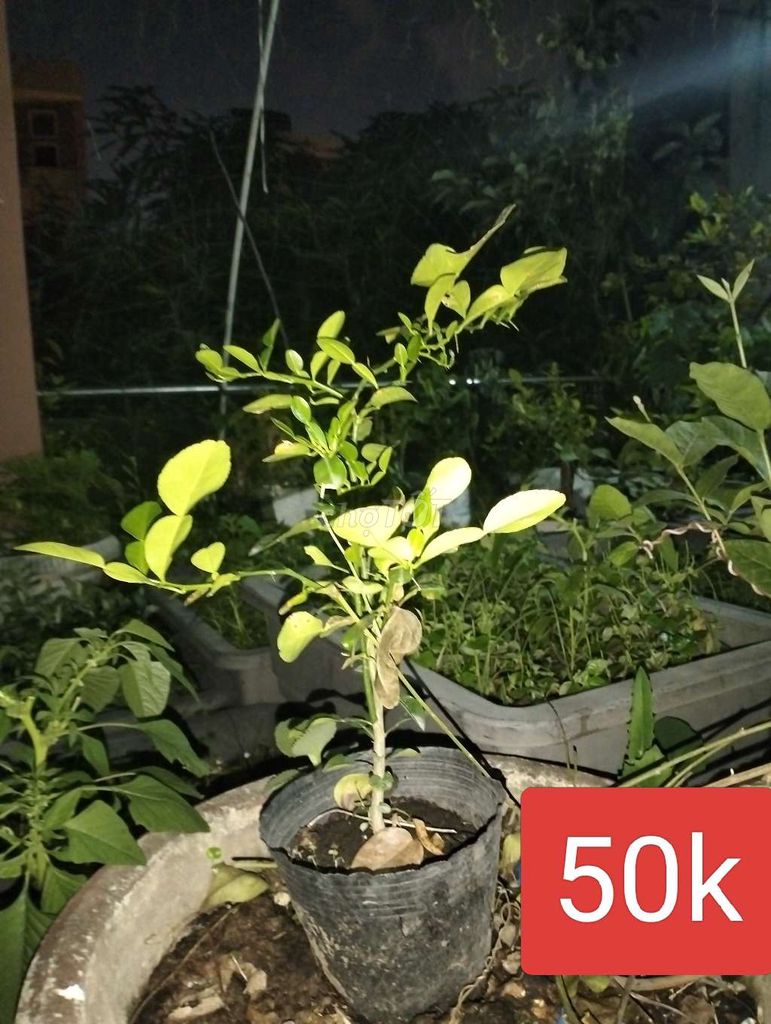 Cây cảnh Chanh Thái Khỏe. Mua bán Cây cảnh, đồ trang trí tại Quận Bình Tân Tp Hồ Chí Minh được đăng bởi Pham Đinh Duyên hình 1