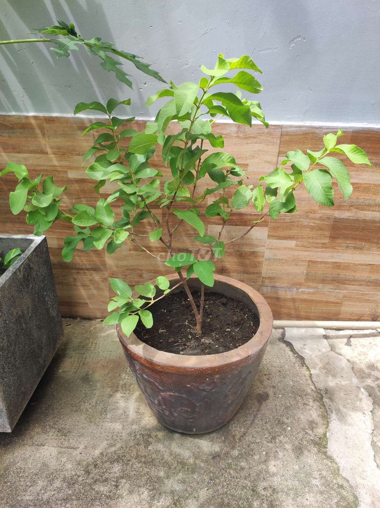 Cây ổi vườn 1m tặng kèm chậu. Mua bán Cây cảnh, đồ trang trí tại Quận Tân Bình Tp Hồ Chí Minh được đăng bởi Chị Ngọc hình 1