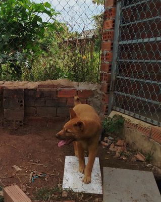 Chó HMông Cộc Nâu vàng Con đã tiêm