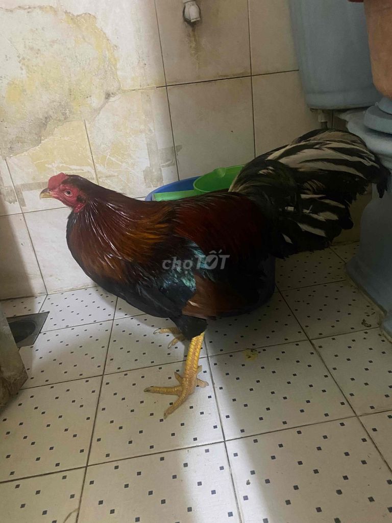 2k7 trạng 2k9 rớt lớp 3. Mua bán Gà tại Huyện Tân Phú Đông Tiền Giang được đăng bởi pet cưng hình 1