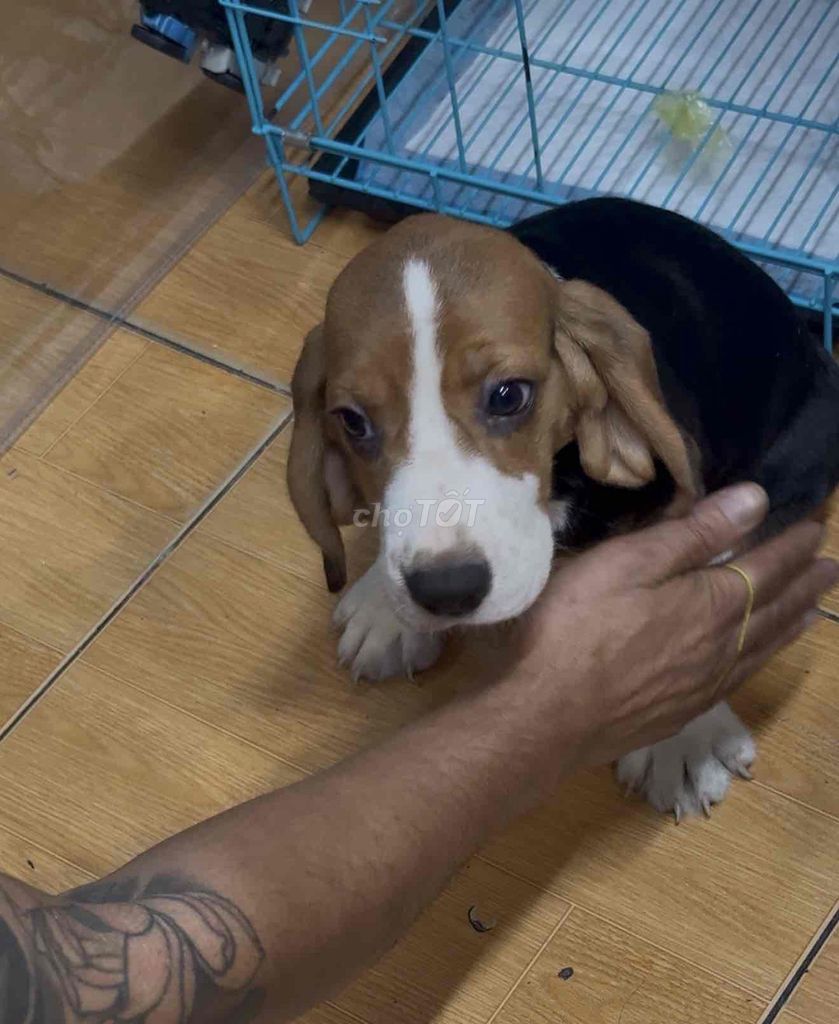 Chó Beagle Cái Tam thể Dưới 1 tuổi. Mua bán Chó tại Quận Phú Nhuận Tp Hồ Chí Minh được đăng bởi NNY hình 1