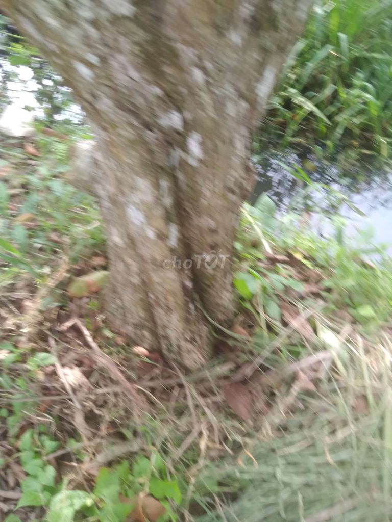 Cây ăn trái Đâu xanh hơn 25 năm còn cho trái. Mua bán Cây cảnh, đồ trang trí tại Huyện Châu Thành Bến Tre được đăng bởi Le Ngân hình 1