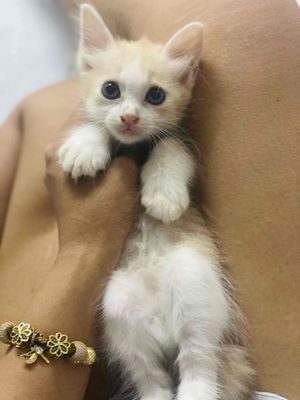 mèo mèo cream ald lai