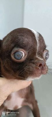 Chó Chihuahua Đực Chocola 4 tháng