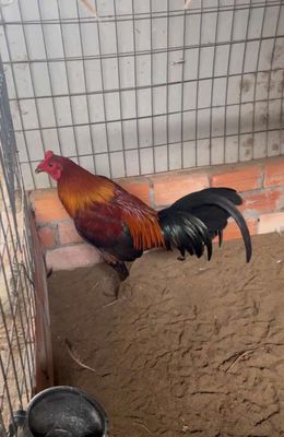 3kg2, bướu nước ở lườn, mổ sắp lành. Mua bán Gà tại Huyện Châu Thành Bến Tre được đăng bởi huỳnh thương