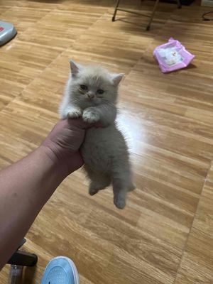 Mèo munchkin chân ngắn lông xù màu cam. Mua bán Mèo tại Quận Bình Tân Tp Hồ Chí Minh được đăng bởi Trịnh Đình Vũ Quí