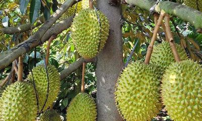 Sầu riêng Ri6, Thái. Mua bán Đồ ăn, thực phẩm và các loại khác tại Huyện Cái Bè Tiền Giang được đăng bởi 1994   ý mỹ Thuận