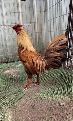 Khét 1kg8 cuban lai cốt nòi. Mua bán Gà tại Thành phố Thủ Đức Tp Hồ Chí Minh được đăng bởi Lộc phát