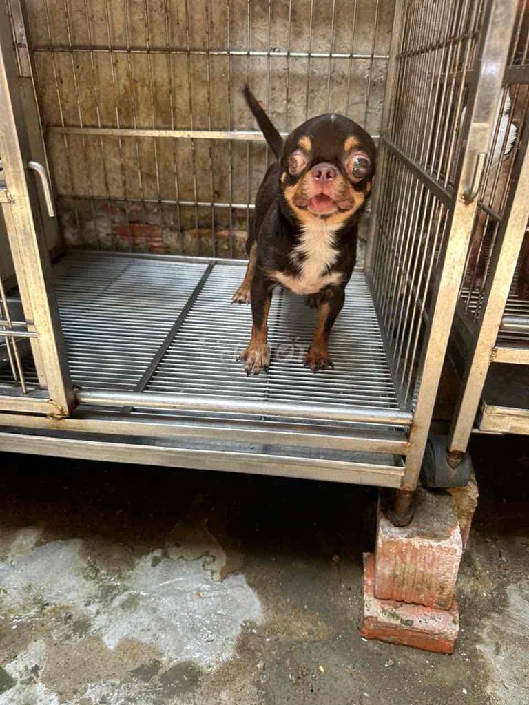 Chó Chihuahua đực Sôcôla. Mua bán Chó tại Quận Phú Nhuận Tp Hồ Chí Minh được đăng bởi Đỗ khắc tiếng hình 1