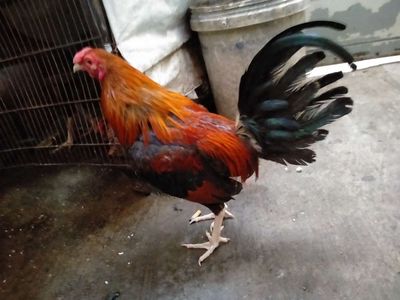 Điều lai sill mỹ 1kg2. Mua bán Gà tại Quận 8 Tp Hồ Chí Minh được đăng bởi đại 