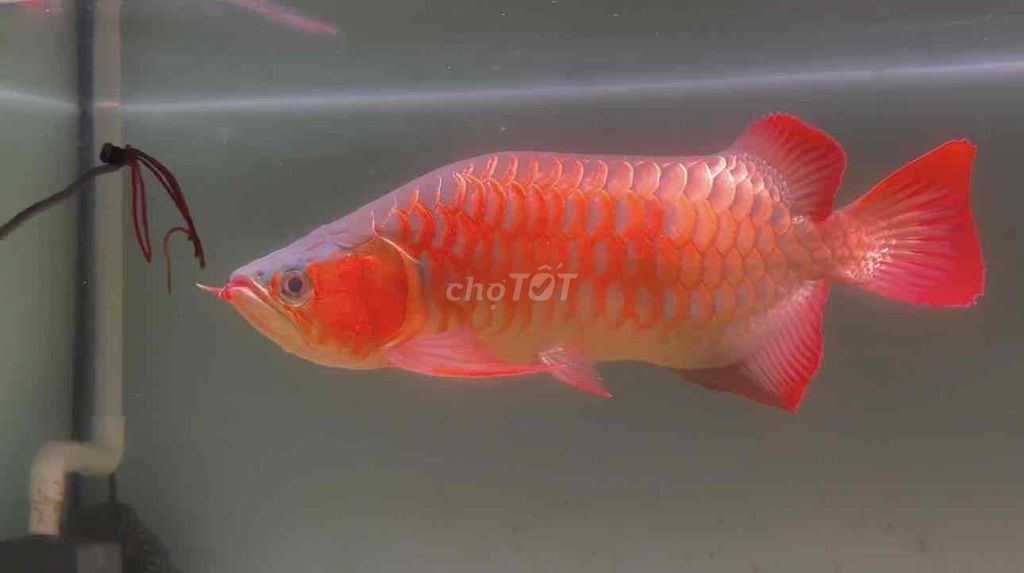 Cá Rồng Huyết Long 4x Đỏ. Mua bán Thú cưng khác tại Quận 11 Tp Hồ Chí Minh được đăng bởi Thiên Trần arowana cá rồng phong thủy  hình 1