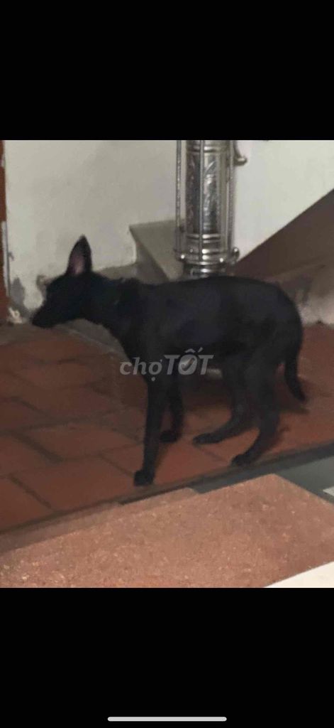 Chó Malinois Bỉ đen hơn 30kg. Mua bán Chó tại Huyện Đông Anh Hà Nội được đăng bởi Hoang Long hình 1