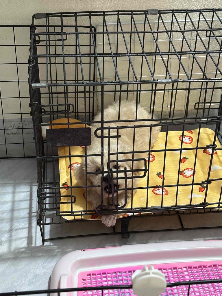 Chó Poodle Tiny cái 2 tháng tuổi. Mua bán Chó tại Huyện Thạch Thất Hà Nội được đăng bởi Nguyễn Mai Linh hình 1