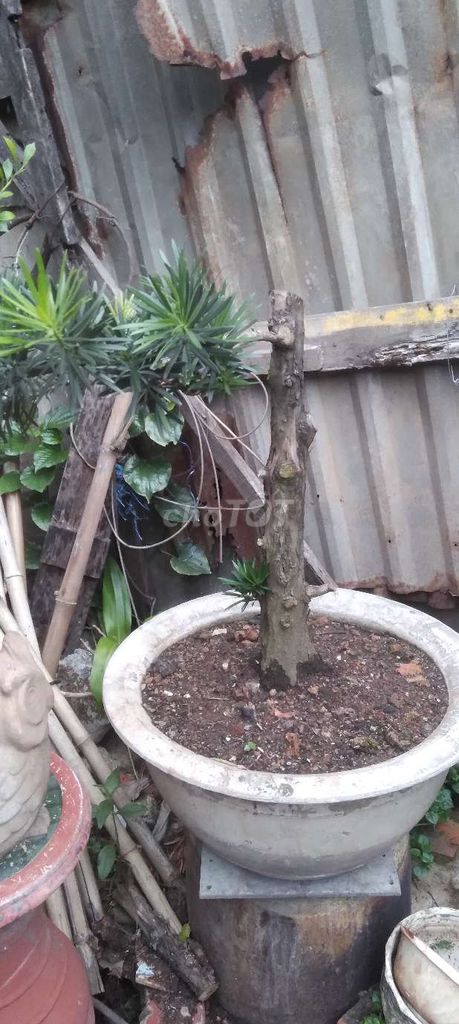 Cây Tùng La Hán chậu Gốm cỡ bắp chân. Mua bán Cây cảnh, đồ trang trí tại Thành phố Thủ Đức Tp Hồ Chí Minh được đăng bởi quý hình 1