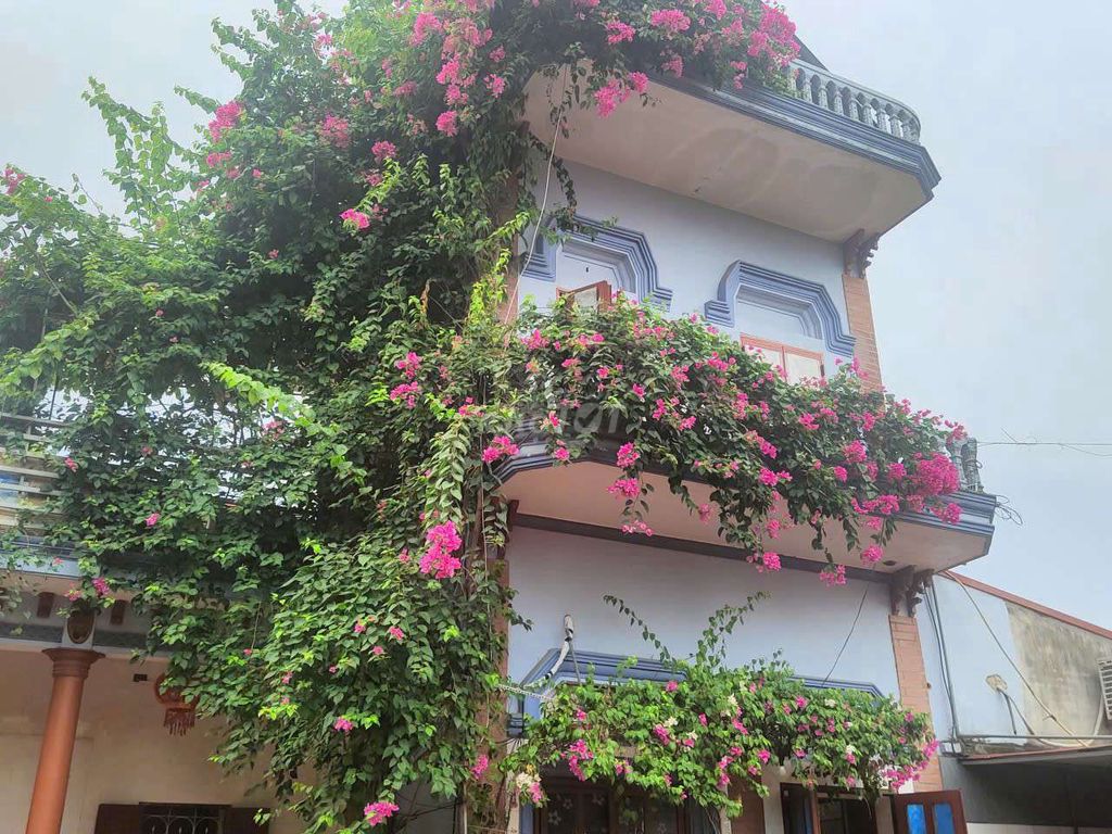 Cây hoa giấy hồng dài. Mua bán Cây cảnh, đồ trang trí tại Huyện Gia Bình Bắc Ninh được đăng bởi haihanh hình 1
