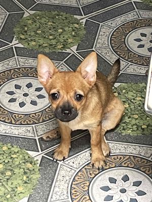 bé chihuahua lai phốc sóc, 5 tháng đã chích ngừa v. Mua bán Chó tại Quận Bình Tân Tp Hồ Chí Minh được đăng bởi Trần Huy