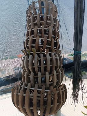 Chậu gỗ trồng lan. Mua bán Cây cảnh, đồ trang trí tại Thành phố Long Xuyên An Giang được đăng bởi diễn trần