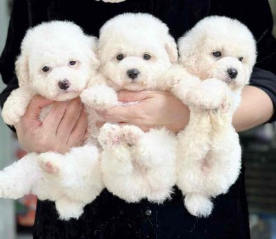 Tìm chủ cho 3 bé poodle trắng xinh