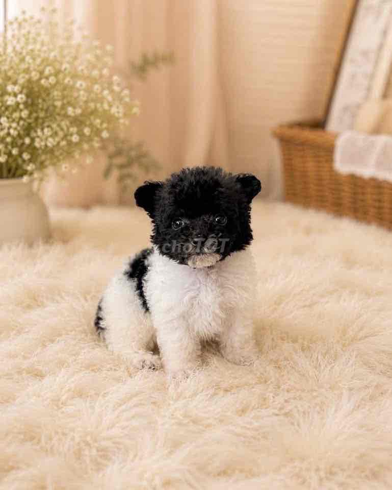 Chó Poodle Tiny Teacup Cái. Mua bán Chó tại Quận Thanh Khê Đà Nẵng được đăng bởi Thy Thy hình 1