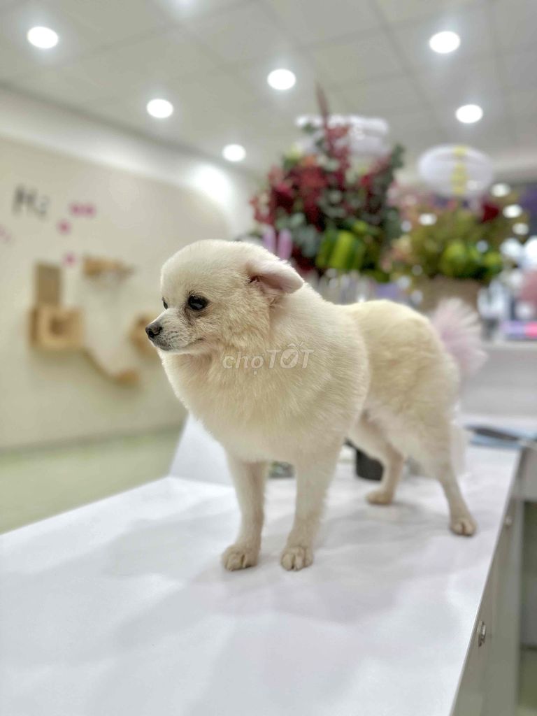 TÌM CHỦ MỚI CHO CON YÊU