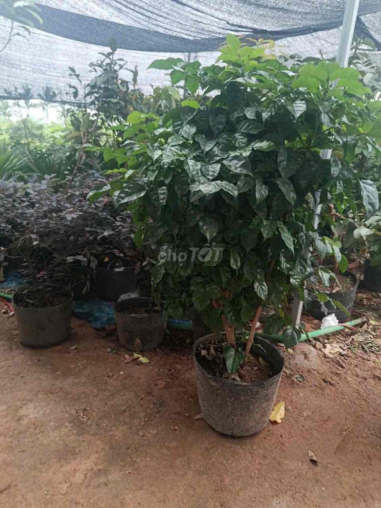 Cây hạnh phúc xanh lá. Mua bán Cây cảnh, đồ trang trí tại Huyện Sông Lô Vĩnh Phúc được đăng bởi Nhà vườn Ngọc Trang hình 1