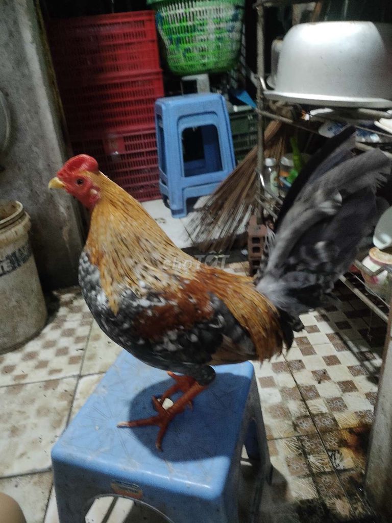 cú cuban lai k2 bán or gl. Mua bán Gà tại Quận 4 Tp Hồ Chí Minh được đăng bởi gà tre hssv sài gòn hình 1