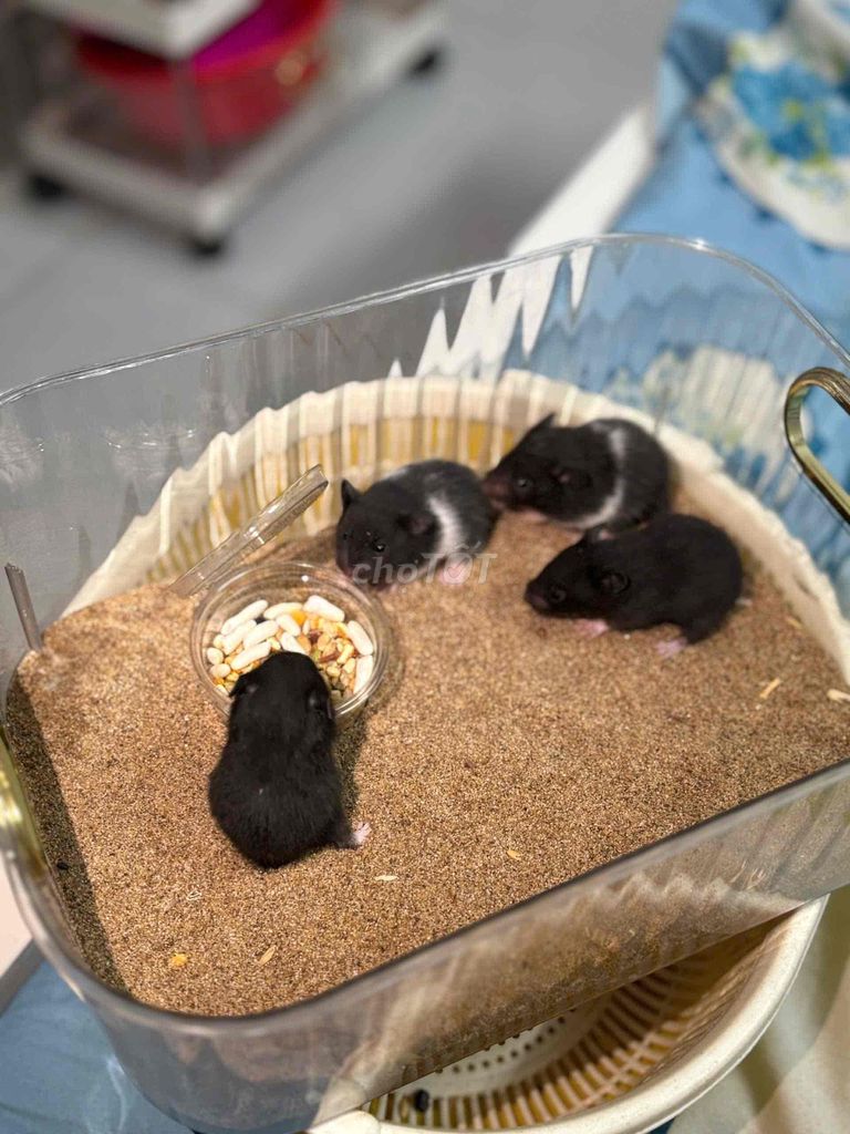 Chuột Hamster bear. Mua bán Thú cưng khác tại Quận Gò Vấp Tp Hồ Chí Minh được đăng bởi Khanh Do hình 1