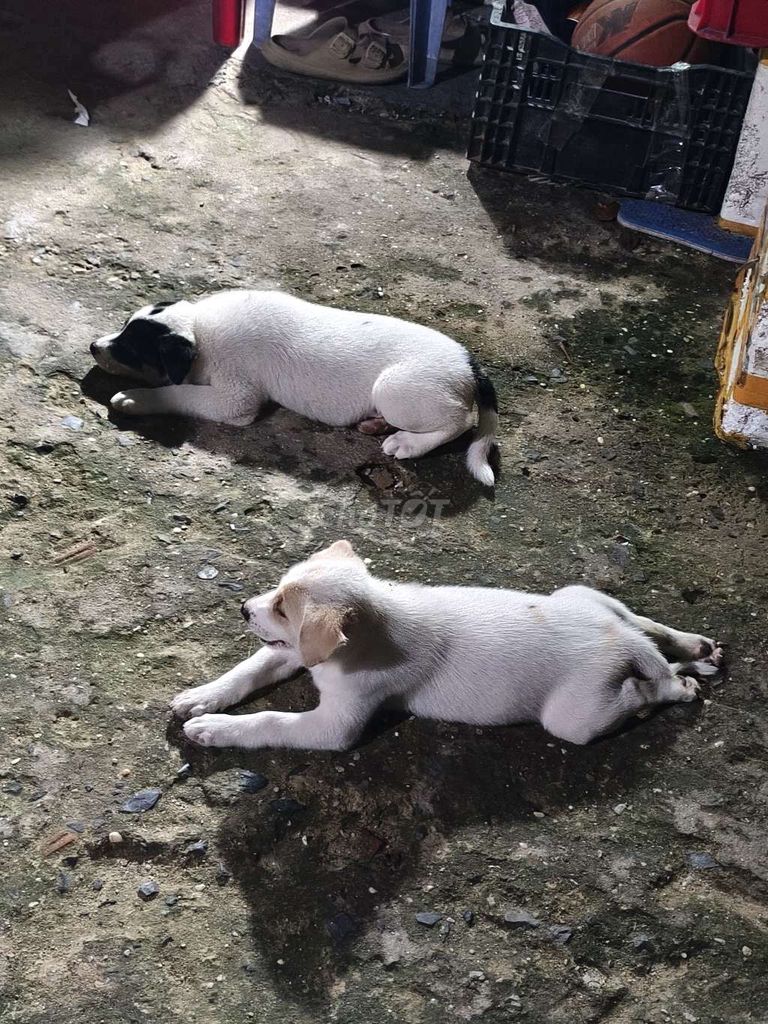 Chó con 1 đực 1 cái hơn 3 tháng. Mua bán Chó tại Thành phố Thủ Đức Tp Hồ Chí Minh được đăng bởi Tính hình 1
