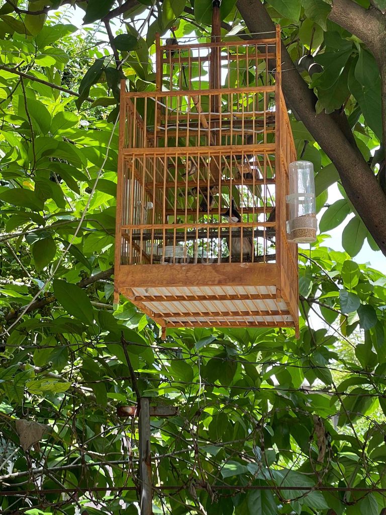 Chim chào mào mái. Mua bán Chim tại Huyện Hóc Môn Tp Hồ Chí Minh được đăng bởi hieu nguyen hình 1