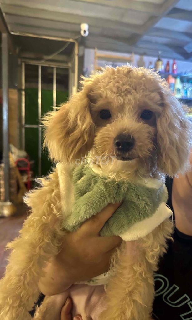 Chó Poodle Nâu vàng. Mua bán Chó tại Quận Gò Vấp Tp Hồ Chí Minh được đăng bởi Quỳnh Như hình 1