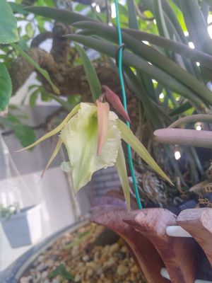 Bán chậu như hinh. Mua bán Cây cảnh, đồ trang trí tại Quận Bình Thuỷ Cần Thơ được đăng bởi Nguyễn huy tiếp