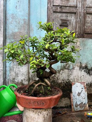 lộc vừng phom dáng cây bonsai đế hoành bản múp