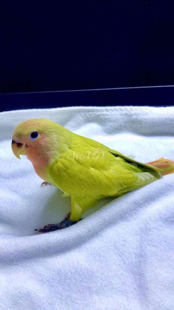 lovebird màu đẹp non vừa mới full lông