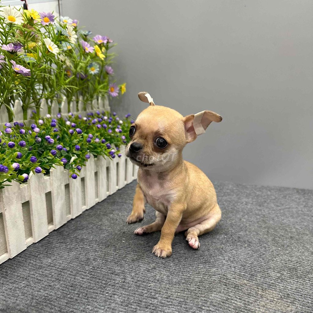 Chó Chihuahua thuần chủng tìm chủ mới