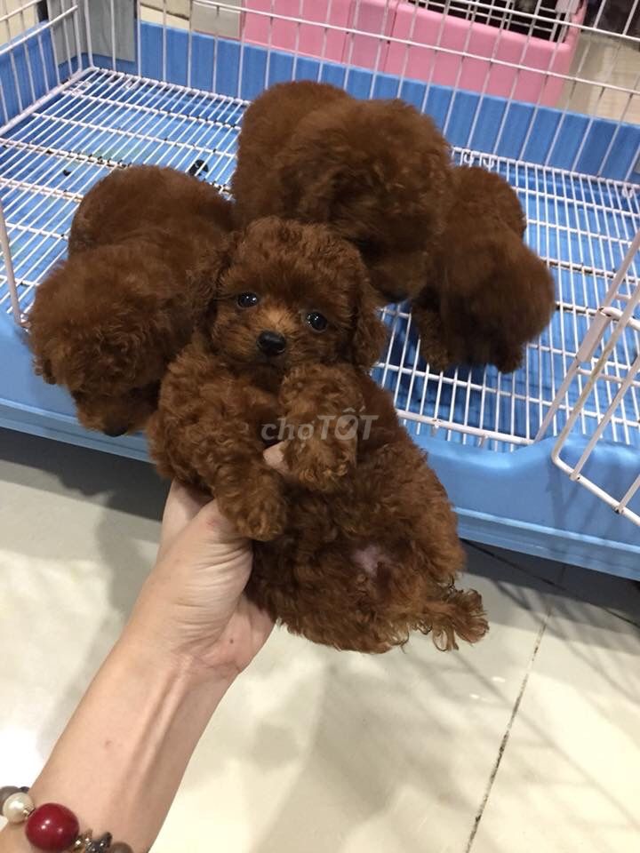 0976628408 - Chó Poodle thuần chủng nhà đẻ! Ship tận nhà!