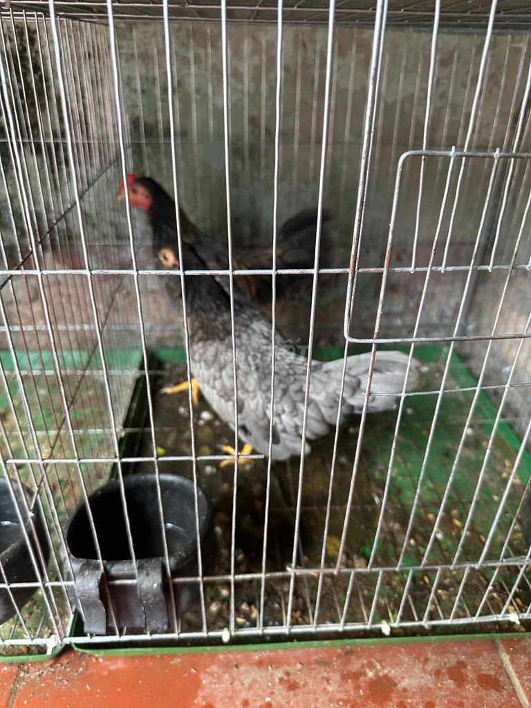 Gà tre cảnh giống Xám trống mái. Mua bán Gà tại Huyện Thường Tín Hà Nội được đăng bởi Đức nghĩa  hình 1
