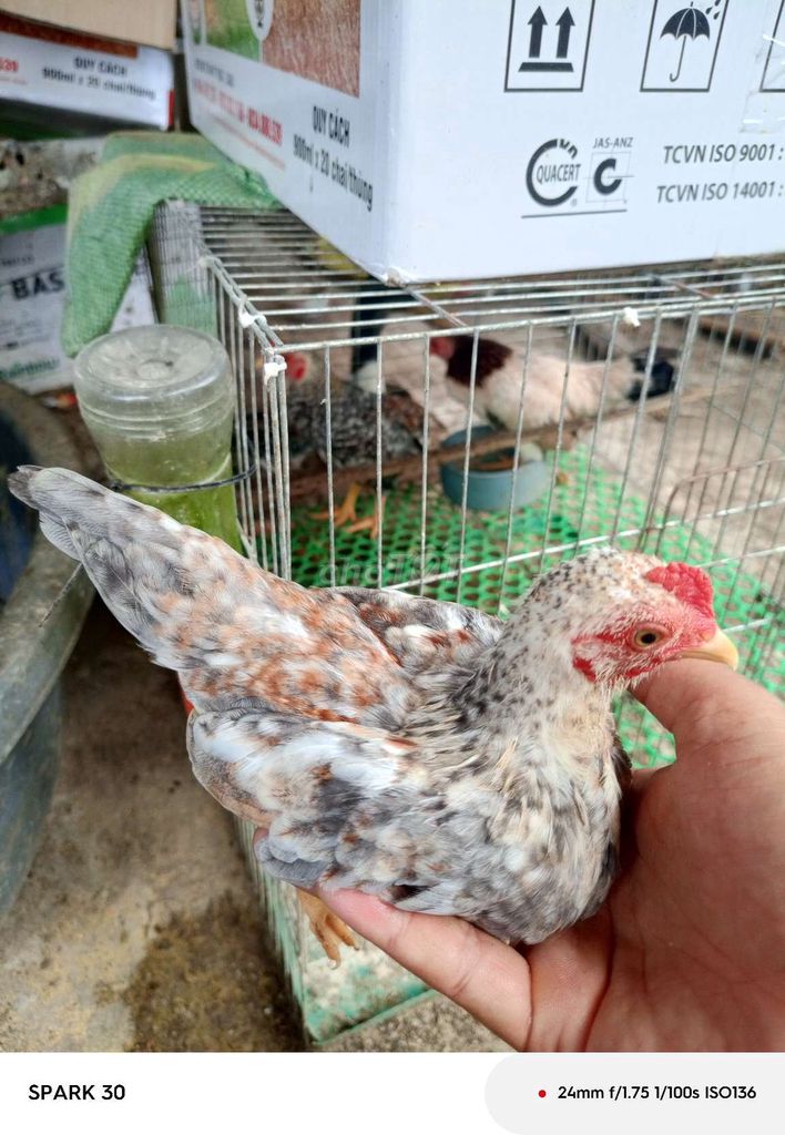Gà con cảnh giống Đa sắc. Mua bán Gà tại Huyện Mỹ Xuyên Sóc Trăng được đăng bởi Trần Minh Thế hình 1
