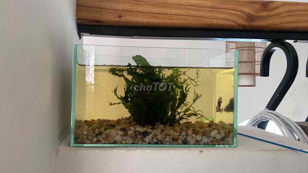 Bể cá cảnh Kính Mini Trang trí. Mua bán Phụ kiện, Thức ăn, Dịch vụ tại Quận Thanh Khê Đà Nẵng được đăng bởi Đức Hoàng hình 1