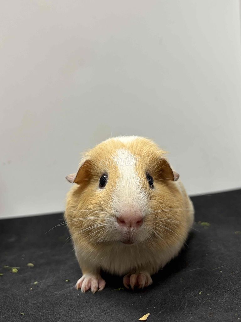 Bọ ú Mỹ size To ở Hà Nội. Mua bán Thú cưng khác tại Quận Thanh Xuân Hà Nội được đăng bởi Cao Tường Vi  hình 1