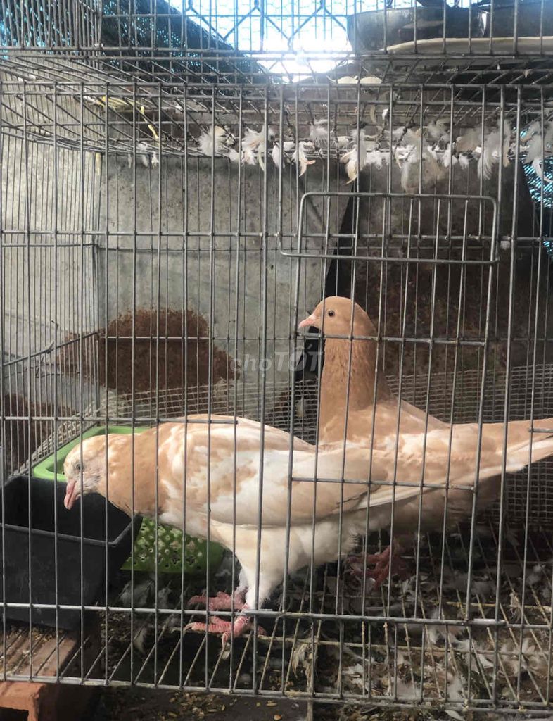 Chim bồ câu gà. Mua bán Chim tại Quận Tân Bình Tp Hồ Chí Minh được đăng bởi Vivo pet hình 1