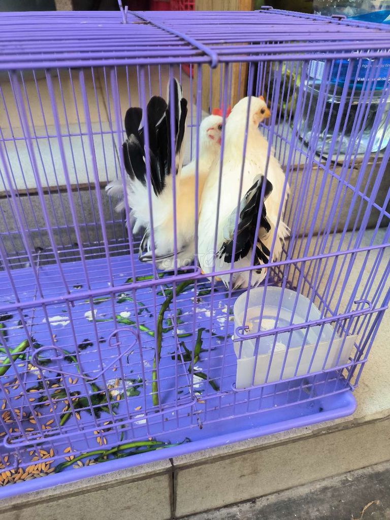 Gà tre Thái chuối tuyết cặp Trắng. Mua bán Gà tại Huyện Long Thành Đồng Nai được đăng bởi Thành hình 1