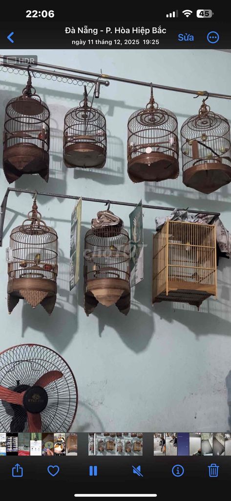 Chim Khuyên non 3 tháng đang thay lông. Mua bán Chim tại Quận Liên Chiểu Đà Nẵng được đăng bởi ngô thanh hải hình 1