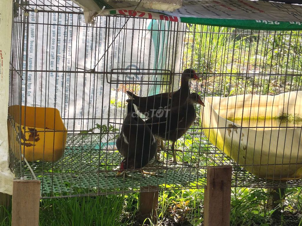 2 trống 1áy. Mua bán Chim tại Huyện Long Mỹ Hậu Giang được đăng bởi Thái Mẩn hình 1