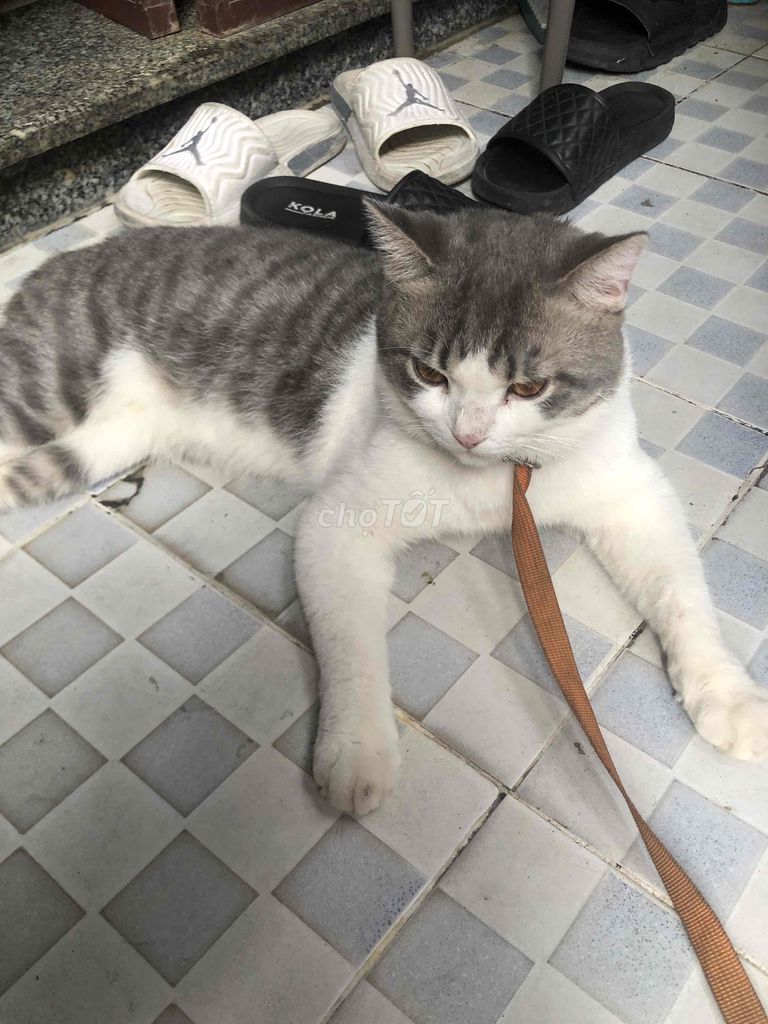 Sàn cầu bung bật luôn lồng. Mua bán Chim tại Quận 10 Tp Hồ Chí Minh được đăng bởi Chim cảnh Trường Sinh Nguyễn chuyên chào mào  hình 3