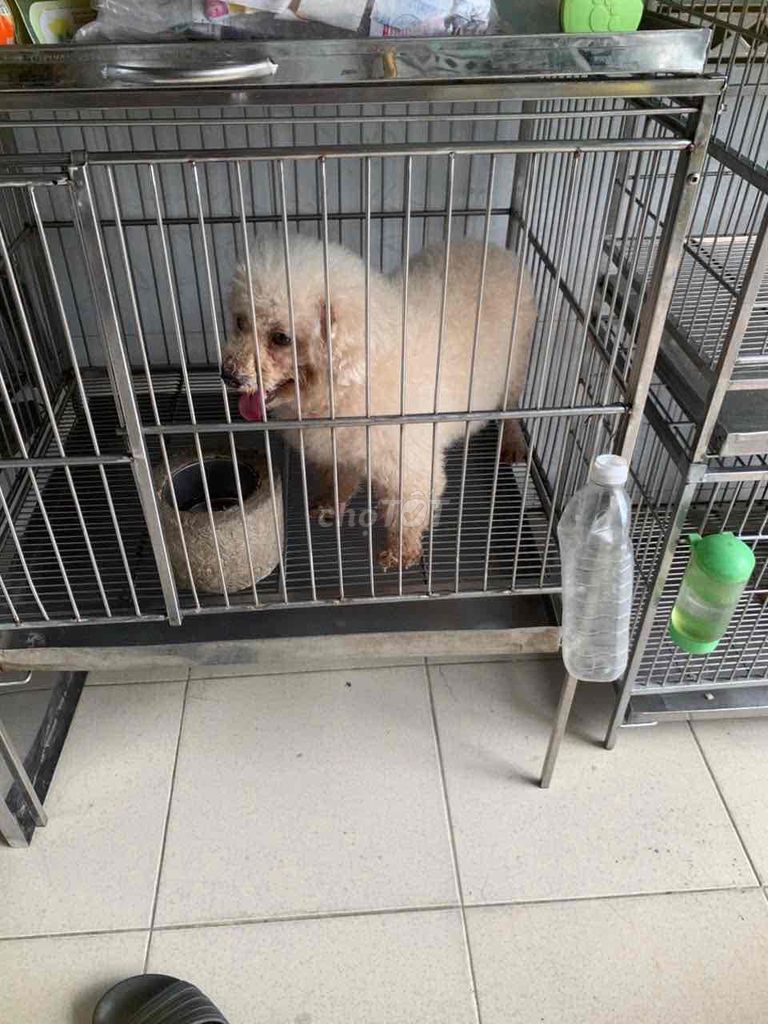 Bán mẹ 1tr700+phối 800+bầu 2triệu tổng 4triệu500. Mua bán Chó tại Quận 8 Tp Hồ Chí Minh được đăng bởi Cửa Hàng Thanh Lý Đồ Cũ Mới hình 4