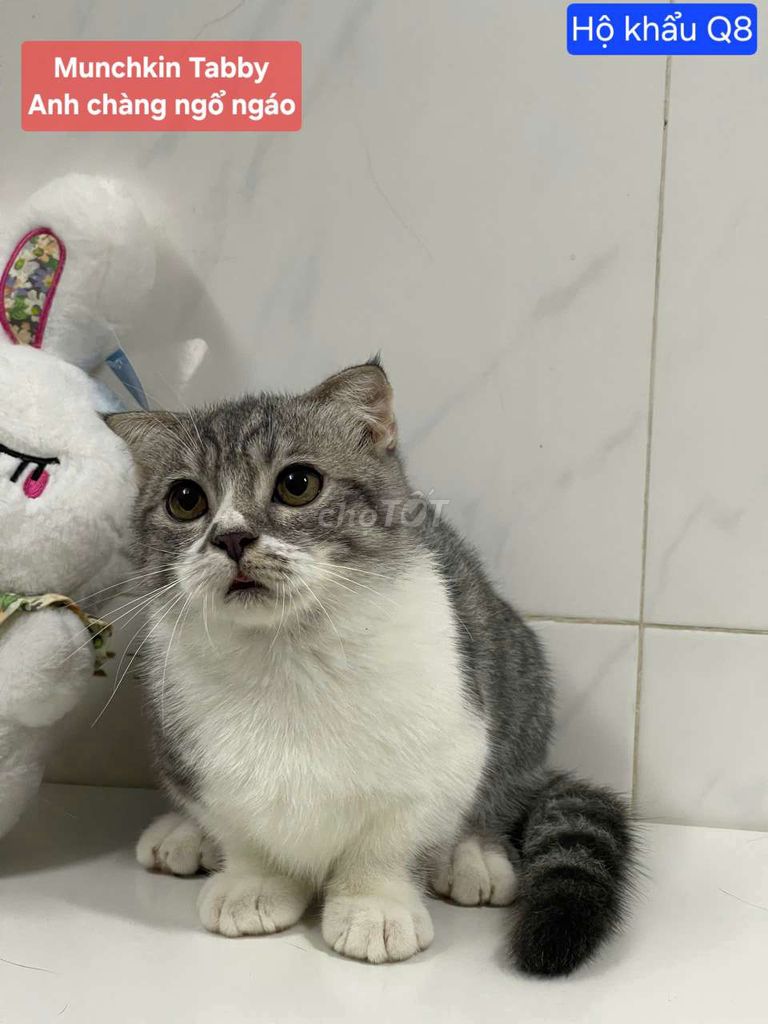 Mèo anh chân ngắn thuần chủng 3 tháng tuổi. Mua bán Mèo tại Quận 3 Tp Hồ Chí Minh được đăng bởi Nguyễn thị thanh thủy hình 4