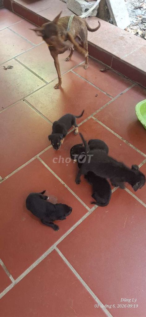 Chó Nhật lai Phốc Nâu Đen. Mua bán Chó tại Huyện Hậu Lộc Thanh Hóa được đăng bởi Dũng Trần hình 1