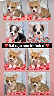 Chó Corgi thuần chủng
