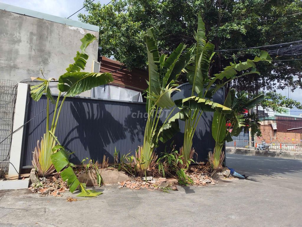 Cây cảnh Chuối rẻ quạt 3 cây. Mua bán Cây cảnh, đồ trang trí tại Thành phố Thủ Đức Tp Hồ Chí Minh được đăng bởi huy vũ hình 1