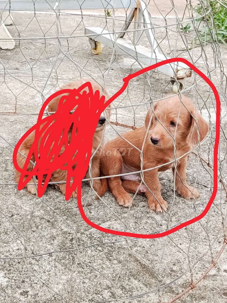 Cần chuyển nhượng em chó. Mua bán Chó tại Huyện Trảng Bom Đồng Nai được đăng bởi bách bách  hình 1